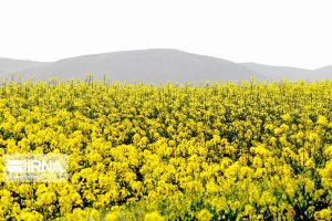 تسریع رشد، افزایش مقاومت و بهبود عملکرد گیاه کلزای ایرانی