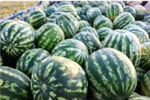 توضیح وزیر درباره ماجرای هندوانه‌های صادراتی به روسیه - تابناک
