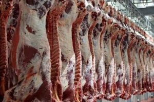 بحران انباشت دام؛ دامداران علیه واردات گوشت
