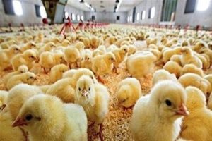 چراغ سبز وزارت جهاد کشاورزی برای تولیدکنندگان تخم مرغ/ بازار تخم مرغ