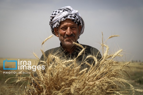 اقدام جدید وزارت جهاد برای کشاورزان/ قیمت نان کاهش می‌یابد؟ - تابناک