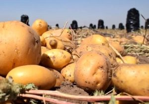قیمت سیب‌زمینی نصف شد - تابناک