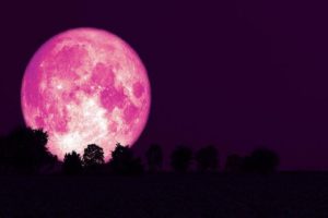 ماه صورتی خرداد ماه را از دست ندهید